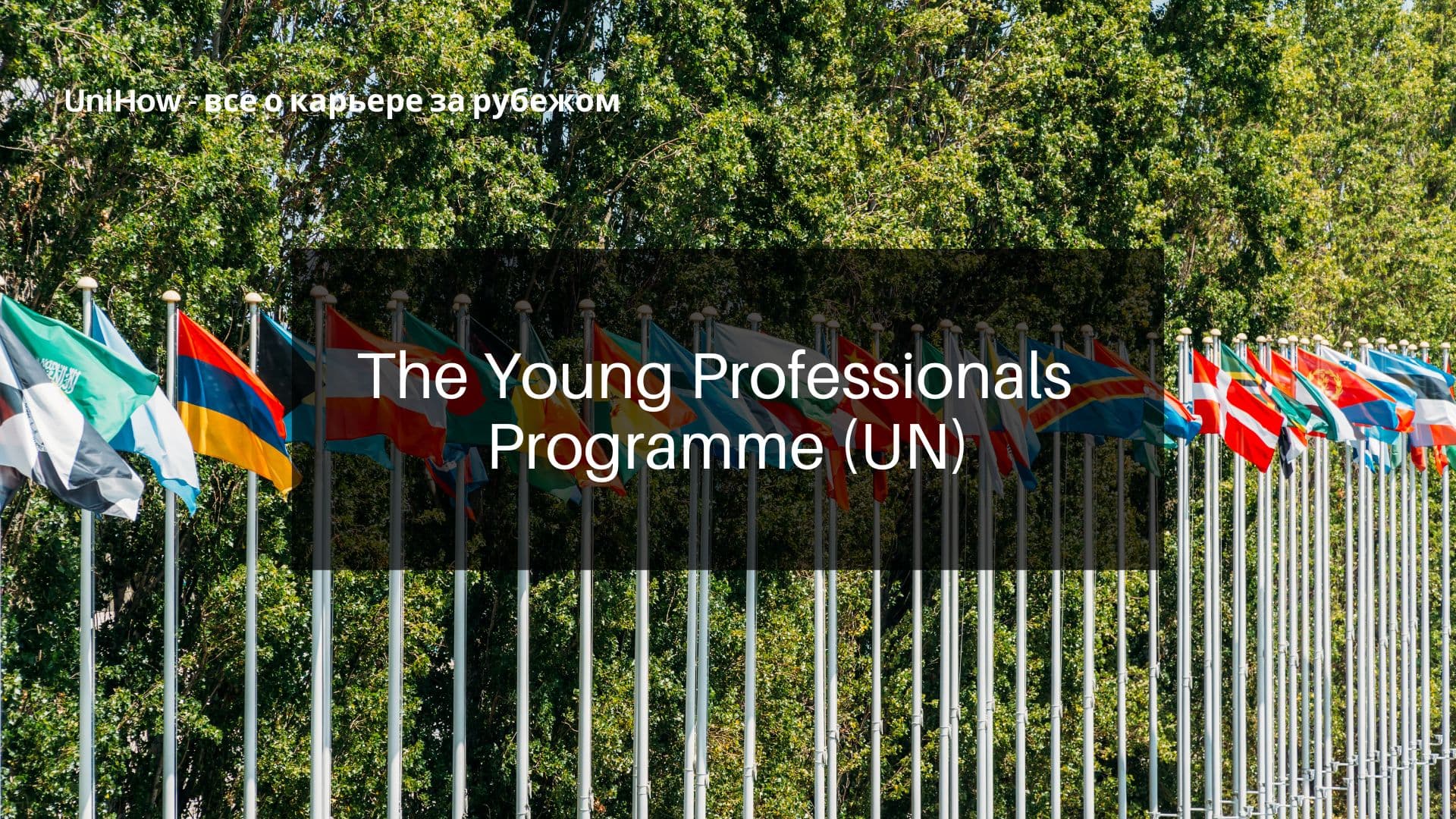 The Young Professionals Programme